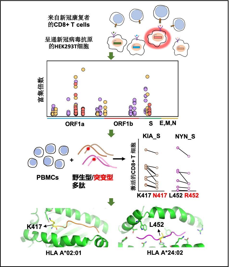 91精品国产自产在线老师啪