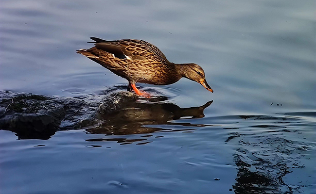 91精品国产自产在线老师啪