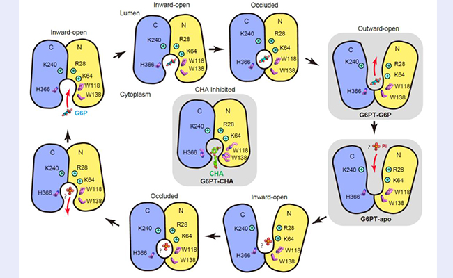 91精品国产自产在线老师啪
