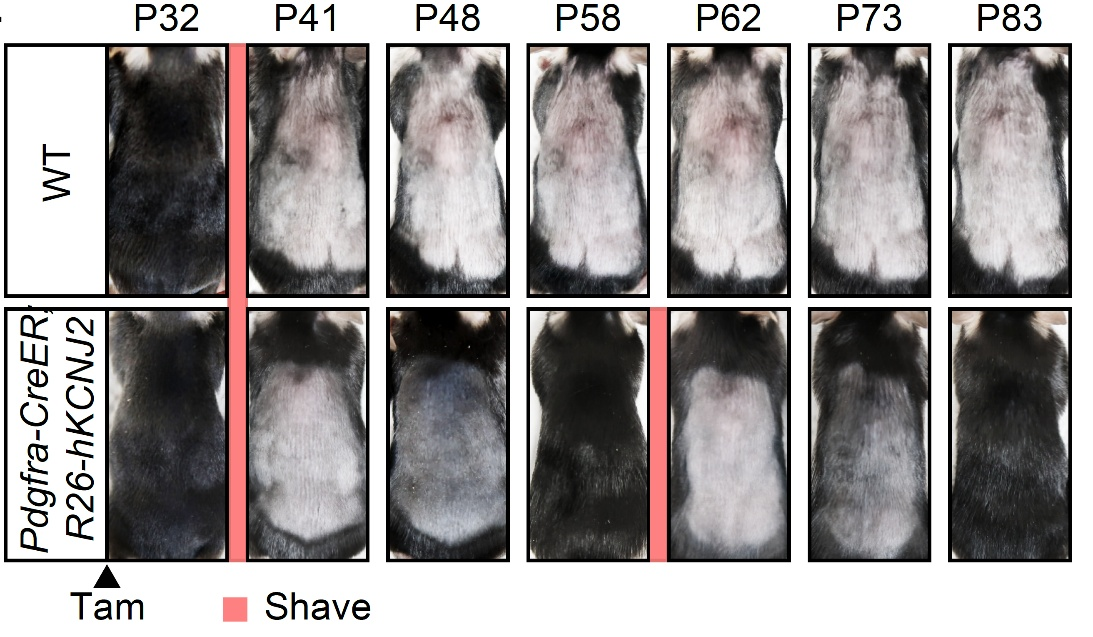 20250816-Cell-陈婷-2.野生型小鼠（WT）与成纤维细胞特异性过表达KCNJ2小鼠（Pdgfra-CreER;R26-hKCNJ2）的毛发再生情况对比。.png