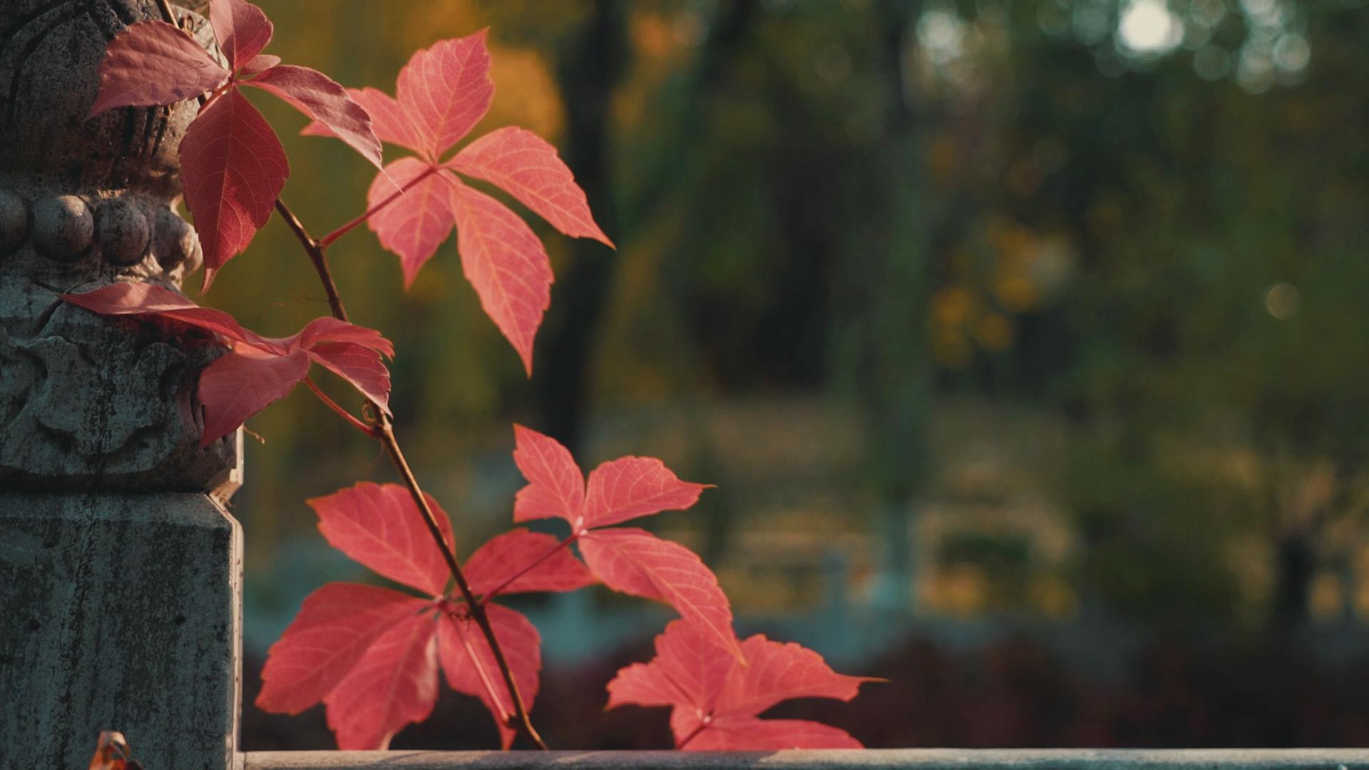 91精品国产自产在线老师啪