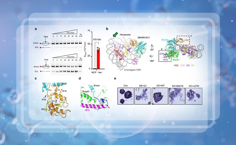 91精品国产自产在线老师啪