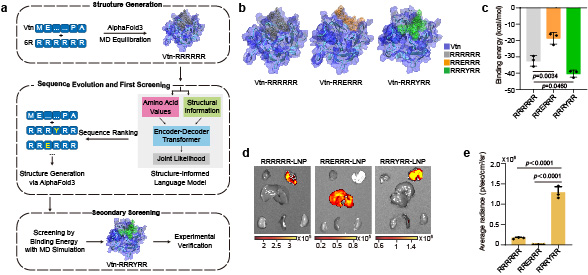 20250901-航院邵玥课题组通过多肽分子力学建立器官靶向核酸药物递送策略-常铁-图 2. 基于分子力学的肺靶向多肽分子邮编智能设计.jpg