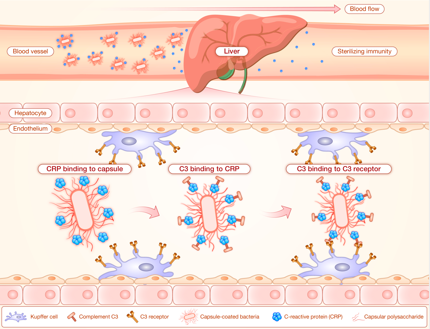 20251110-C反应蛋白帮助肝脏捕获血流细菌示意图-张敬仁-科研成果.png