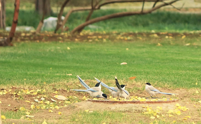 91精品国产自产在线老师啪