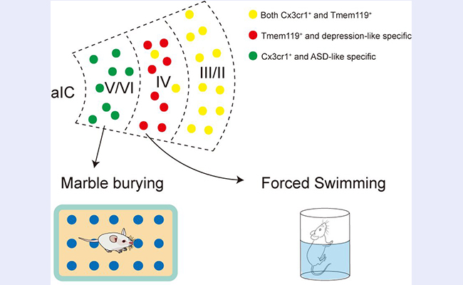 91精品国产自产在线老师啪