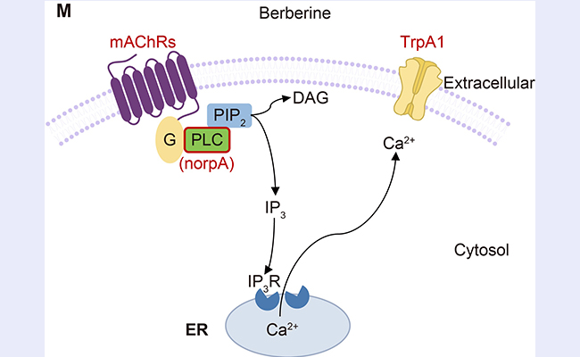 91精品国产自产在线老师啪
