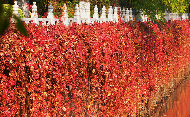 91精品国产自产在线老师啪