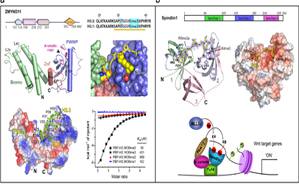 91精品国产自产在线老师啪