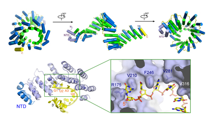 91精品国产自产在线老师啪