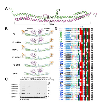 91精品国产自产在线老师啪