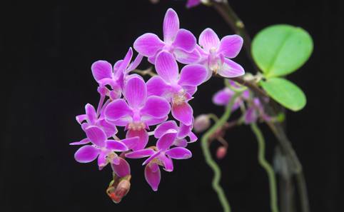 91精品国产自产在线老师啪