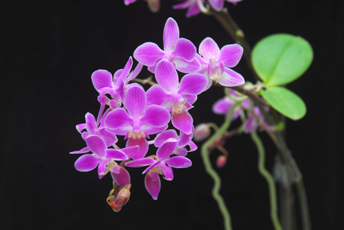 91精品国产自产在线老师啪