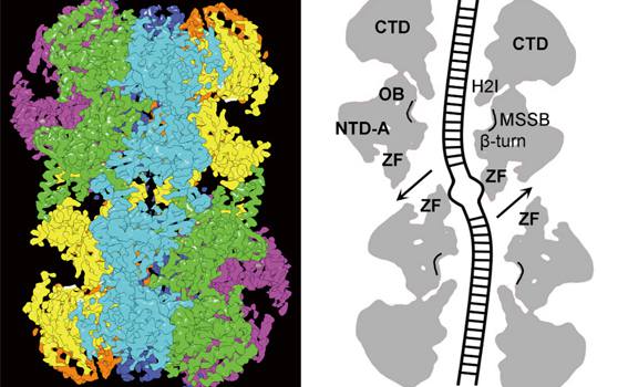 91精品国产自产在线老师啪