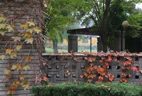 91精品国产自产在线老师啪