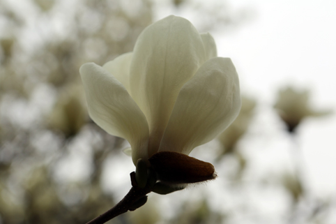 91精品国产自产在线老师啪