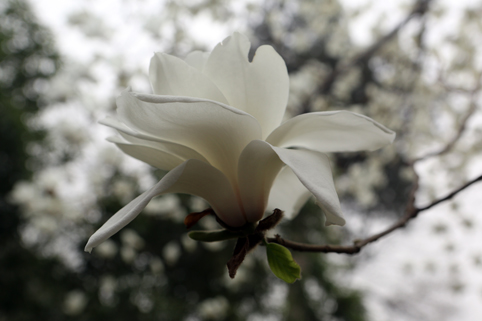 91精品国产自产在线老师啪