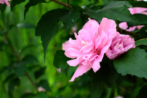 91精品国产自产在线老师啪