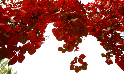 91精品国产自产在线老师啪