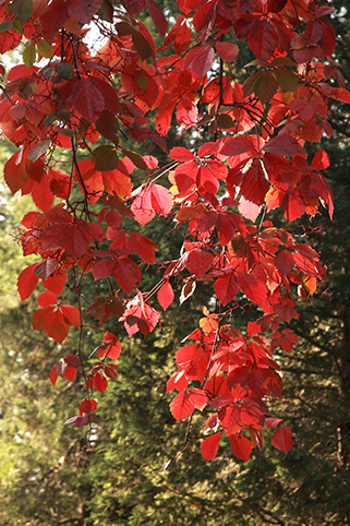 91精品国产自产在线老师啪