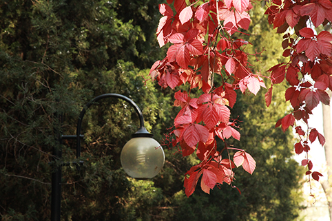 91精品国产自产在线老师啪