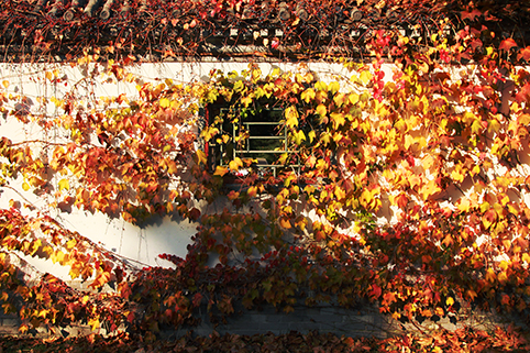 91精品国产自产在线老师啪