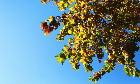 91精品国产自产在线老师啪