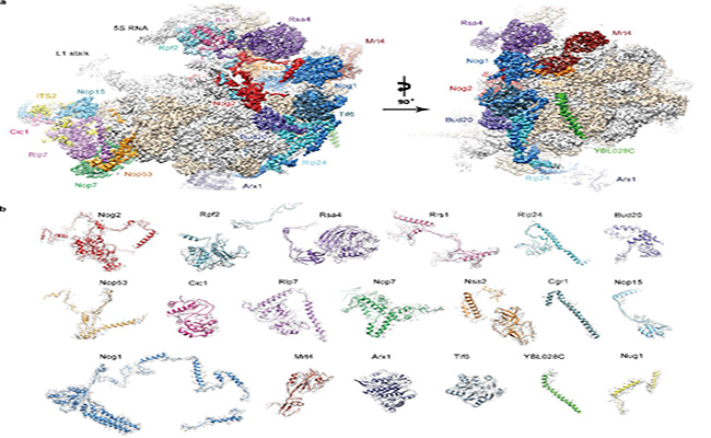 91精品国产自产在线老师啪