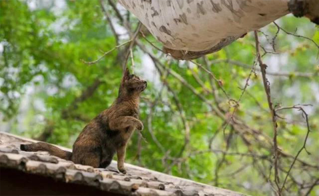 91精品国产自产在线老师啪